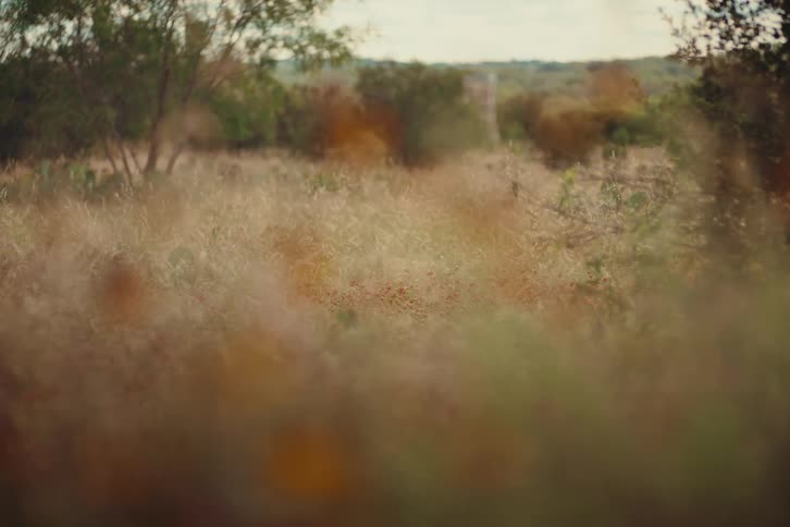 A soft-focus, dreamy shot of a sunlit, grassy field with tall plants swaying gently in the breeze