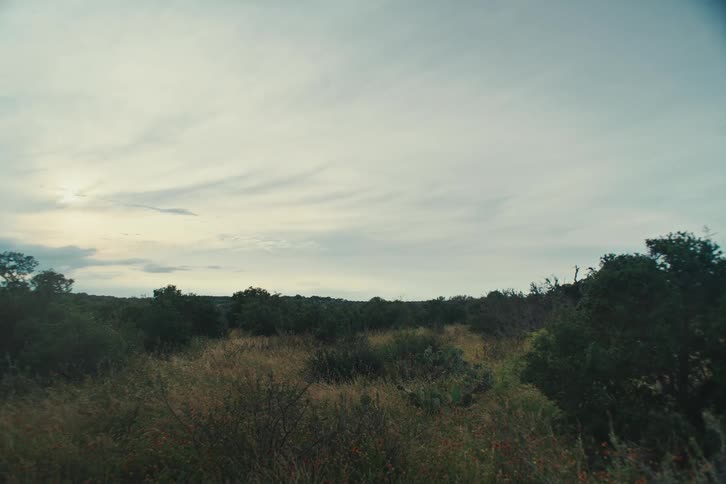 A tranquil wide shot captures the stillness of a brushy, wild landscape under an overcast sky
