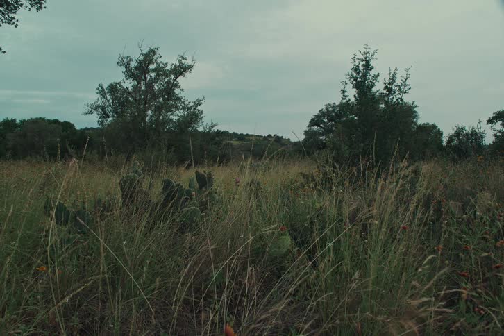A still and peaceful shot of a wild grassy meadow filled with prickly pear cacti and wildflowers under a cloudy, overcast sky