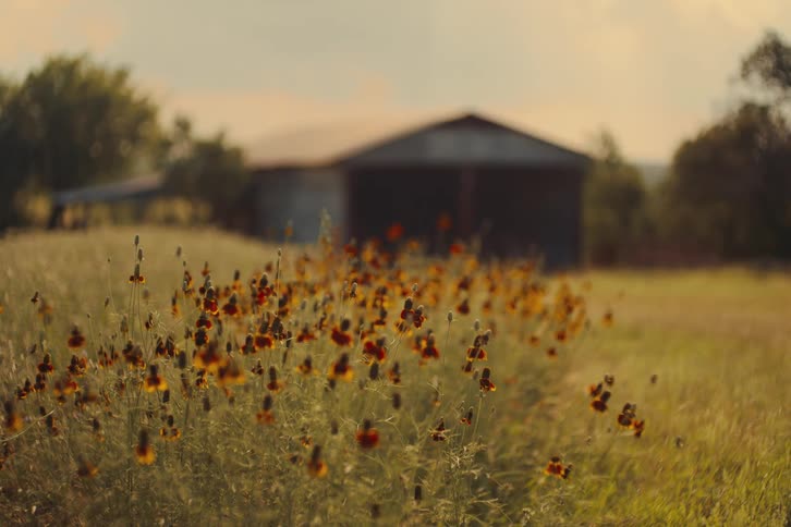 A field of Mexican Hat wildflowers gently sways in the breeze during a warm sunset with a rustic barn blurred in the background