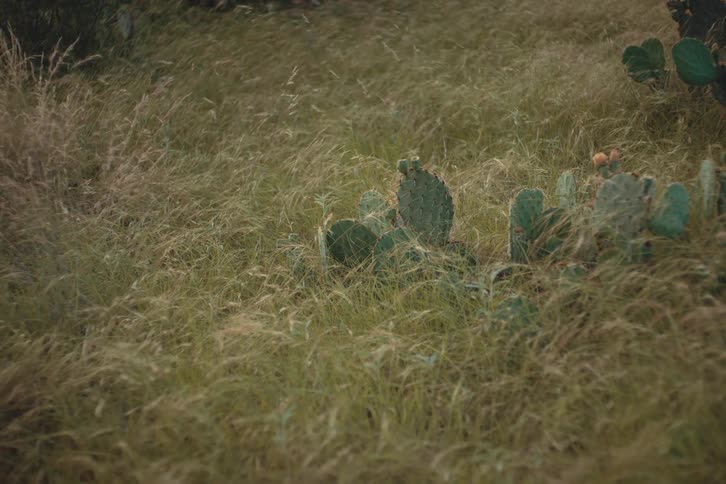 A prickly pear cactus stands in a field of tall, wild grass swaying gently in the breeze