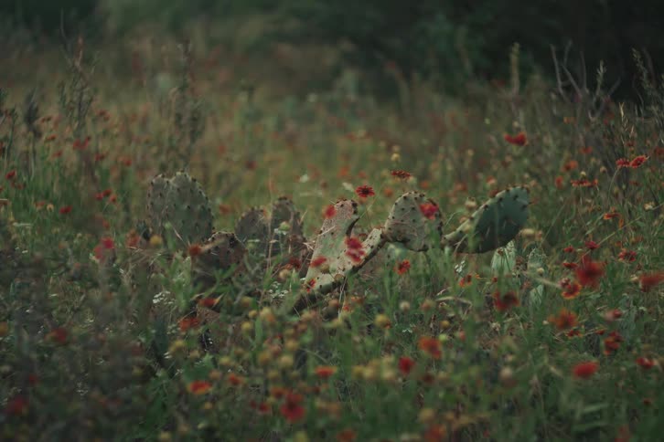 A prickly pear cactus stands amongst a vibrant field of red and yellow wildflowers