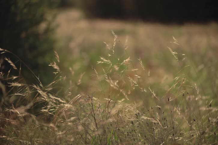 Close-up of wild grass swaying gently in the breeze in a golden sunlit field
