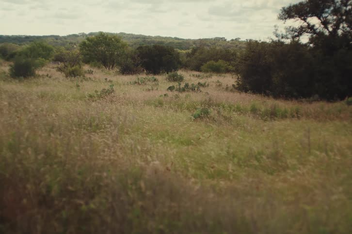 A peaceful, static view of a grassy meadow with prickly pear cacti and trees swaying gently under a cloudy sky