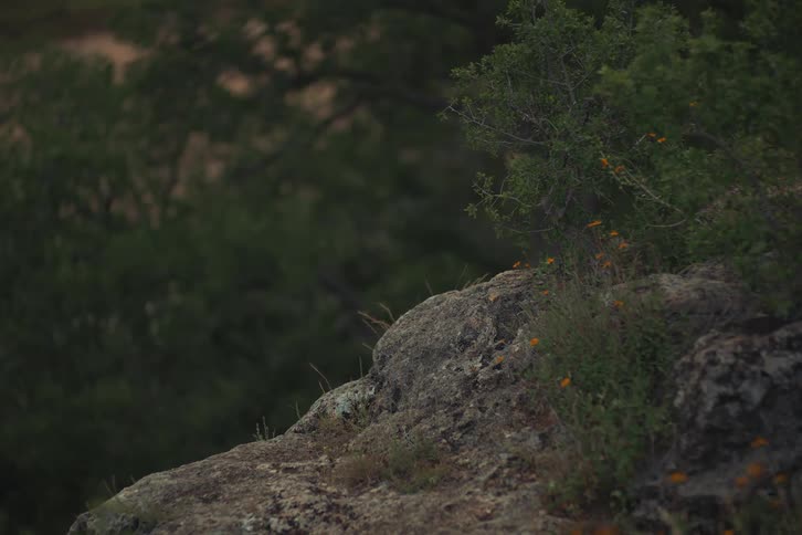 A serene, static close-up shot of a rocky ledge with green bushes and small yellow wildflowers in a natural setting