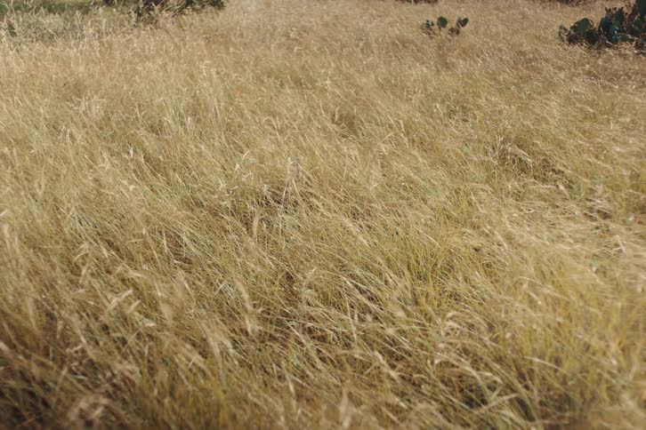 Tall, golden-brown wild grass sways gently in the breeze in a serene field