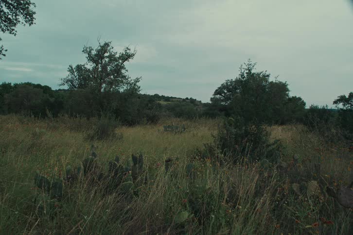 A still, wide view of a wild Texas landscape with prickly pear cactus and tall grass under a moody, overcast sky