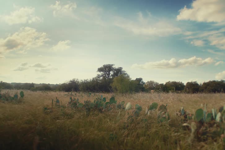 A peaceful meadow with tall grass and prickly pear cactus sways gently in the breeze on a partly cloudy day
