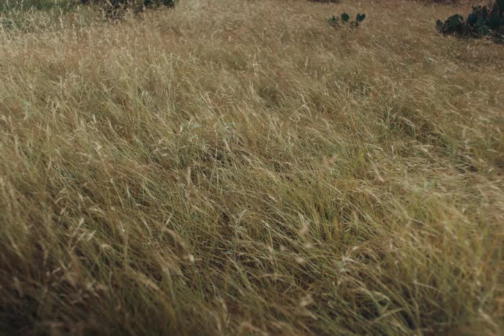 A tranquil, static shot of a vast field of golden-green grass gently swaying in the wind