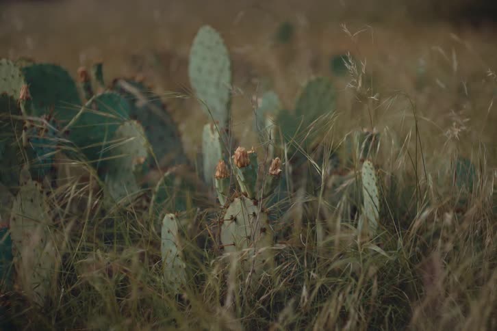 A prickly pear cactus with yellow flowers stands in a field of tall grass blowing in a gentle breeze
