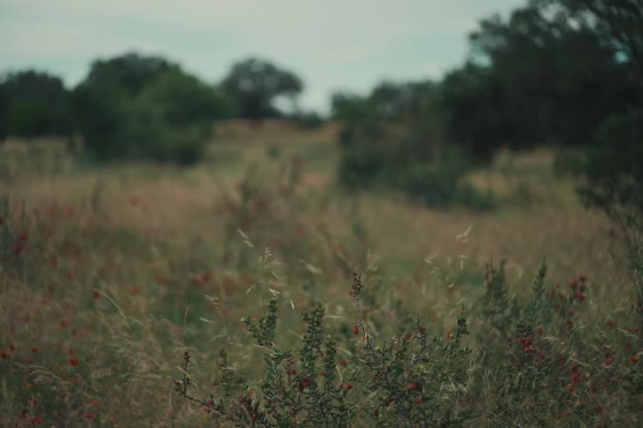 A peaceful, shallow-focus view of wild berries and grasses in a tranquil, overgrown field
