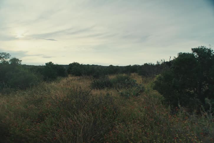 A wide, static shot captures the serene expanse of a wild scrubland with tall grasses under a hazy, overcast sky