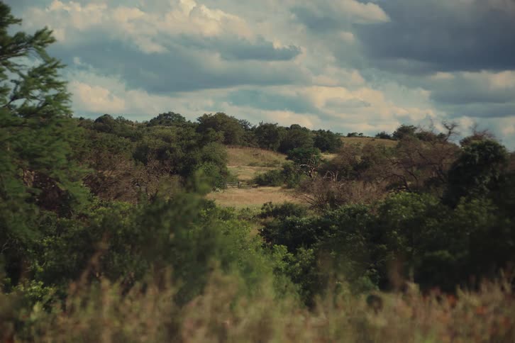 A cinematic view of the lush, rolling hills of a savanna under a dramatic, cloudy sky
