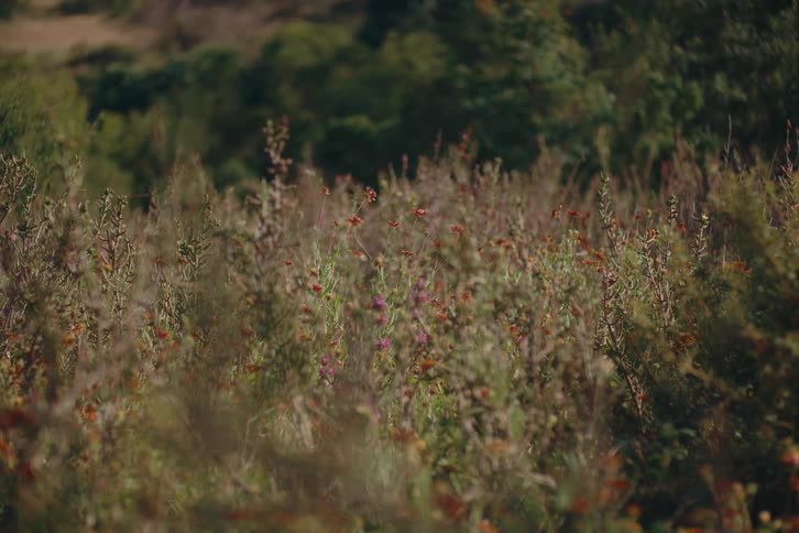 A tranquil field of colorful wildflowers sways gently in the breeze on a sunny day