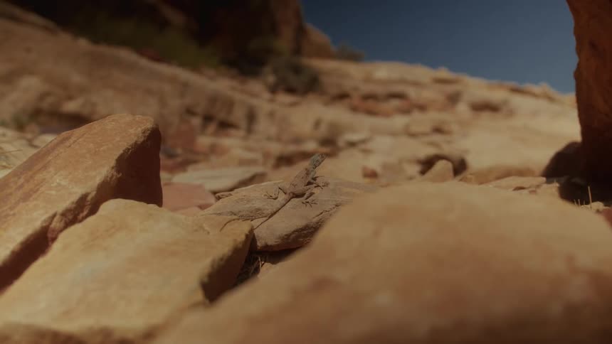 A small desert lizard suns itself on a sun-baked rock before quickly running off