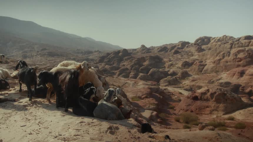 A flock of goats and sheep rest together in a sun-drenched, rocky desert landscape