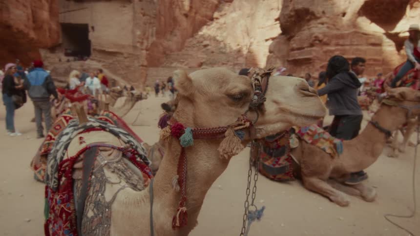 Camels sit patiently among a crowd of tourists at the ancient desert city of Petra, Jordan