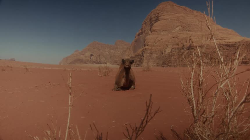 A camel rests in the red sand desert of Wadi Rum, framed by dry bushes with majestic mountains in the background