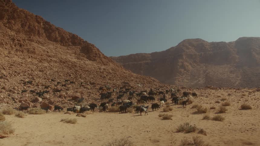 A large herd of goats forages in a sun-drenched, rocky desert canyon