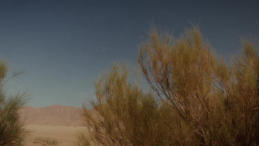 A stunning timelapse reveals the movement of stars across the vast desert sky, with rugged mountains and native shrubs in the foreground