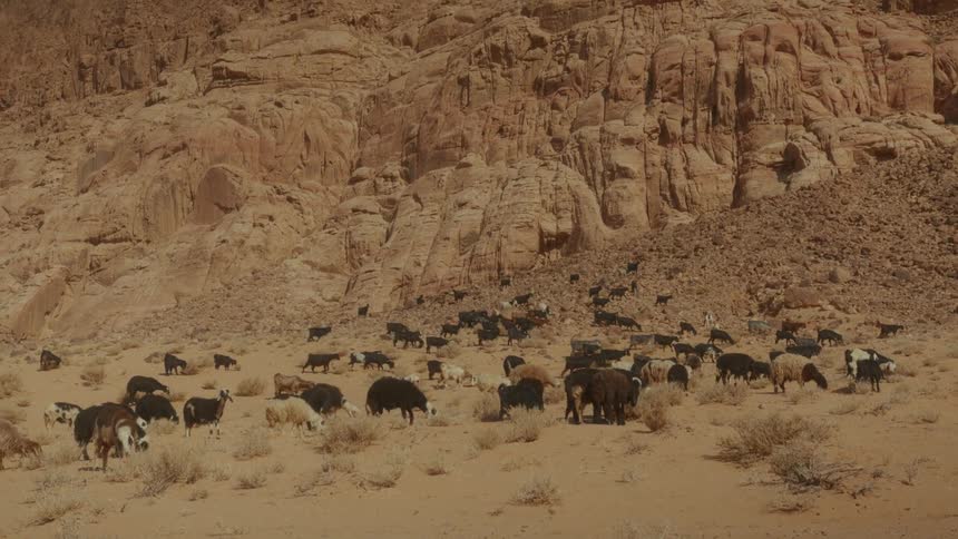 A large herd of goats and sheep graze on sparse vegetation in a vast desert at the foot of a rugged, rocky mountain