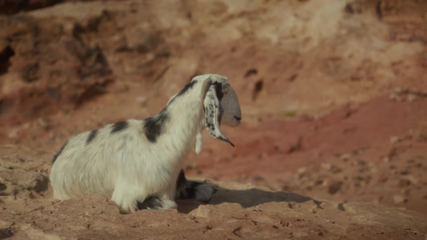 A cute black and white baby goat kid with floppy ears rests on a sunny, dusty rock before getting up and walking away