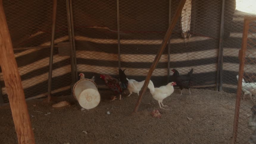 Chickens and a rooster stand inside a dusty, rustic coop with a striped tarp wall