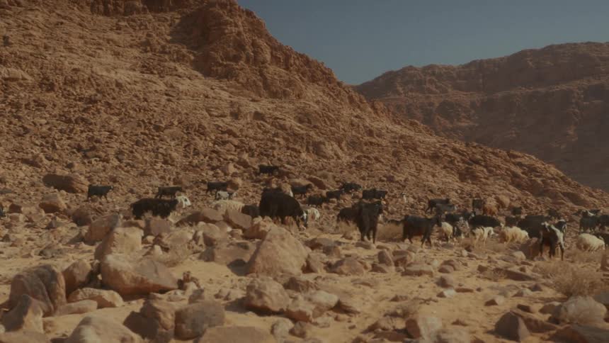 A herd of goats and sheep makes its way through a rocky desert canyon on a sunny day