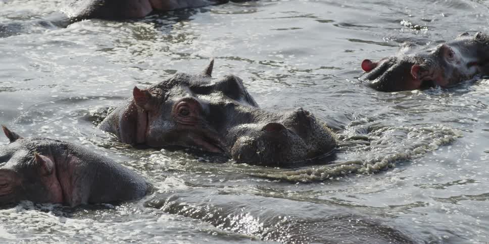 Hippopotamus submerged in water