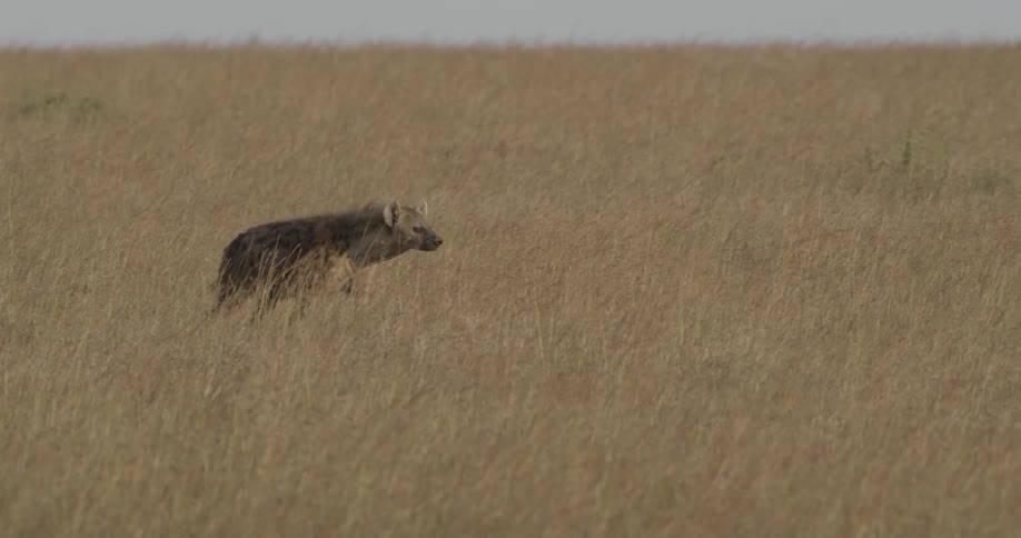 Hyena walking in a grassy field