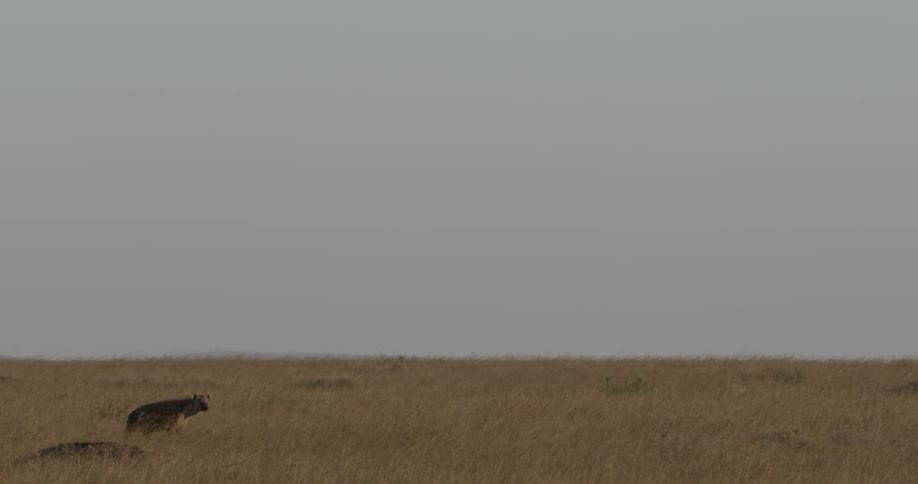Hyena walking in a field