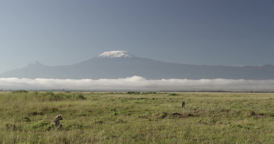A view of two lions on a plain with low-lying clouds and a snow-capped mountain in the background