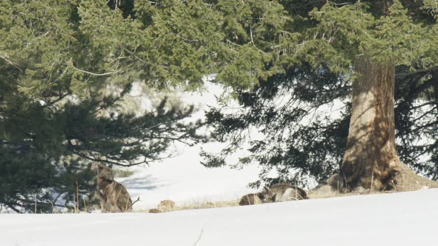 A dark gray wolf stands guard over its pack as they rest in the shade of a large pine tree in a snowy winter landscape