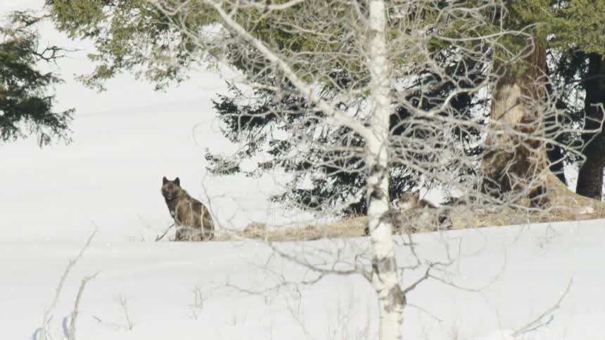 A wild gray wolf sits alert on a snowy mountainside while its pack rests in the background