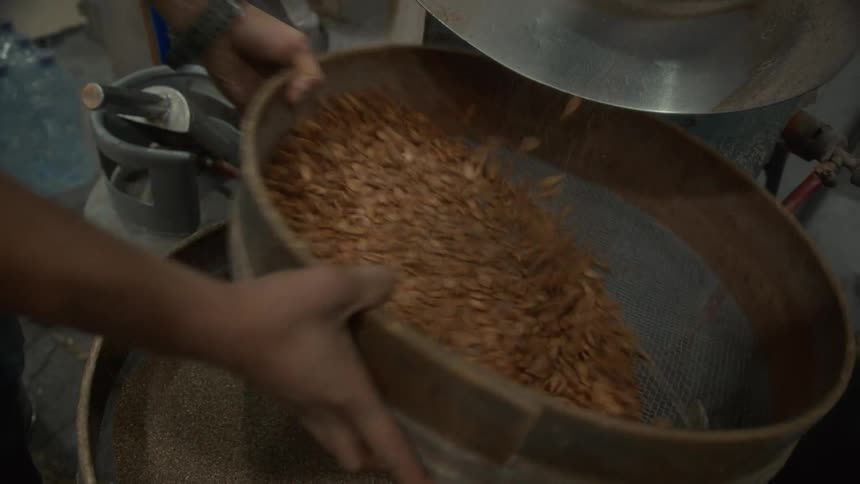 A worker's hands shake a large sieve to sift freshly roasted pumpkin seeds in a food processing factory
