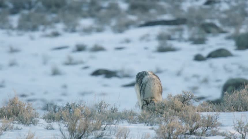A lone gray wolf stands alert in a snowy landscape, then begins to forage for food amongst the winter shrubs