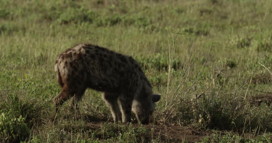 A hyena checks out a hole in the field