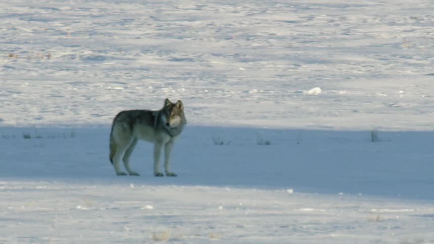 A lone gray wolf trots through a vast, snow-covered landscape before stopping to survey its wintry surroundings