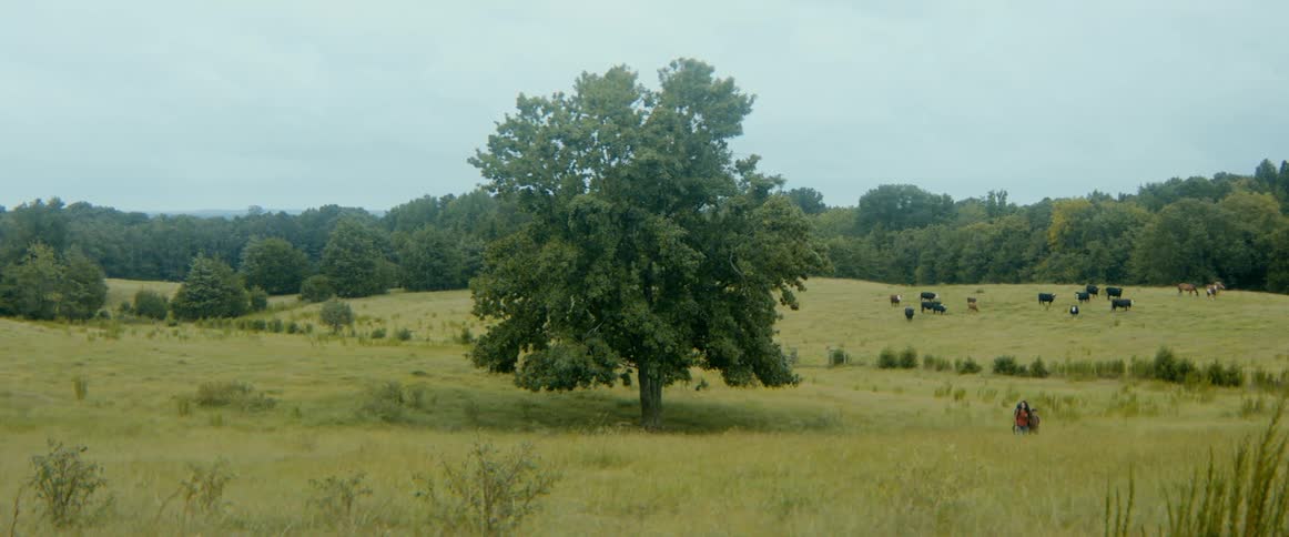 A wide shot shows two children walking through a vast rural pasture with a large tree as cows graze peacefully in the background