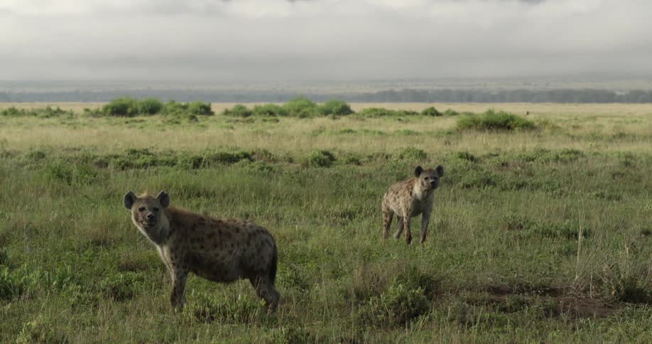 Two hyenas stand in an open area