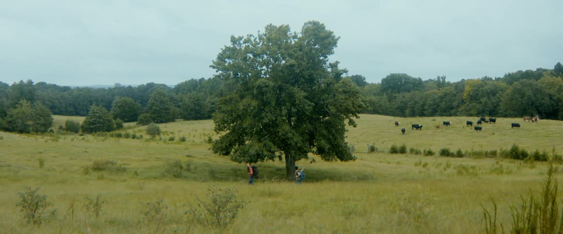A boy and woman wearing backpacks hike together through a vast green field past a large tree and grazing cows