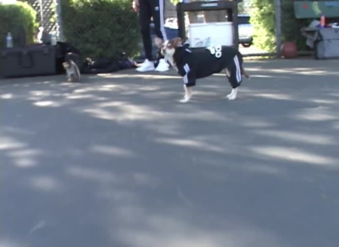 A small dog wearing a black and white tracksuit runs and plays on a paved basketball court
