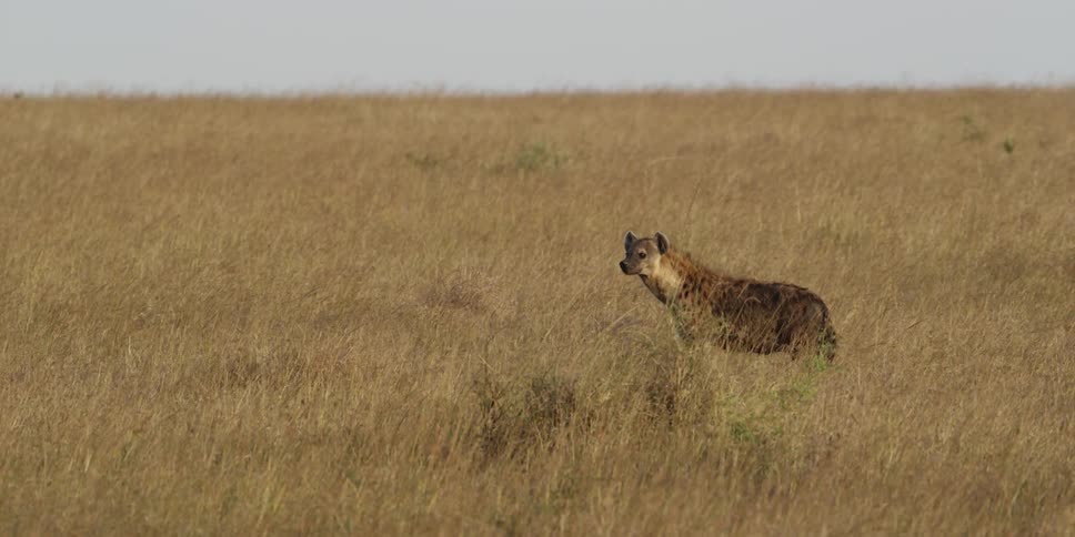 A hyena standing alert in tall grass on a sunny day