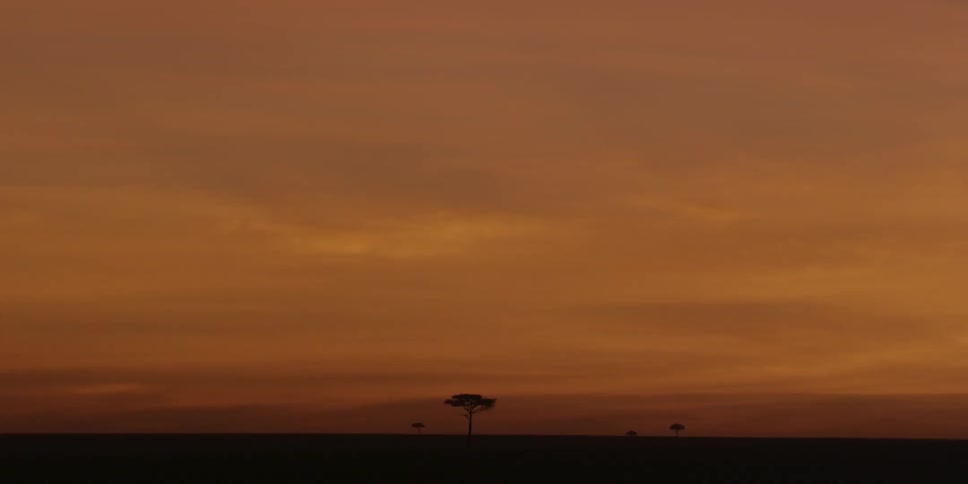 Trees growing on the savanna at sunset