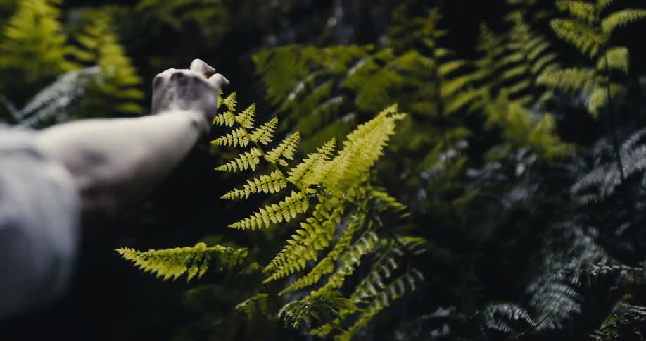 A gentle hand reaches out in slow motion to touch a sunlit fern leaf in a dark, verdant forest