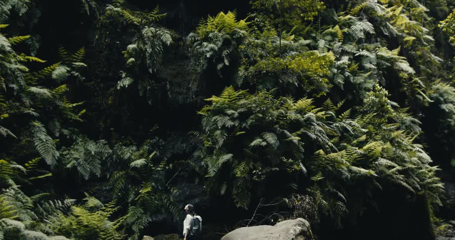 A lone hiker stands on a rock and marvels at a magnificent wall of lush green ferns in a tranquil canyon