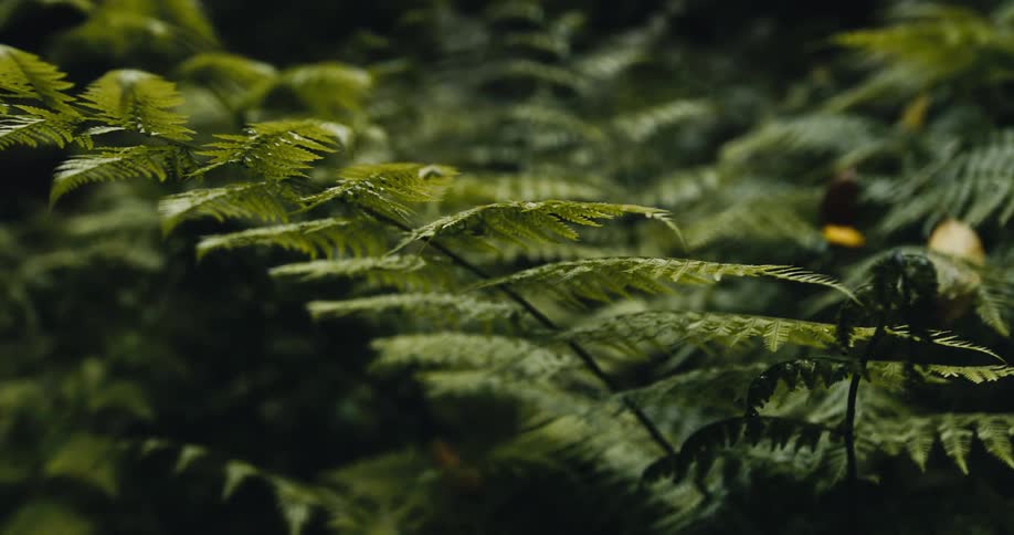 A gentle hand slowly glides across the vibrant green leaves of a lush fern in a serene forest