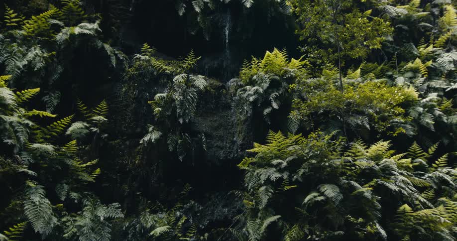 A small waterfall trickles down a rock wall covered in lush, vibrant green ferns in a dense forest