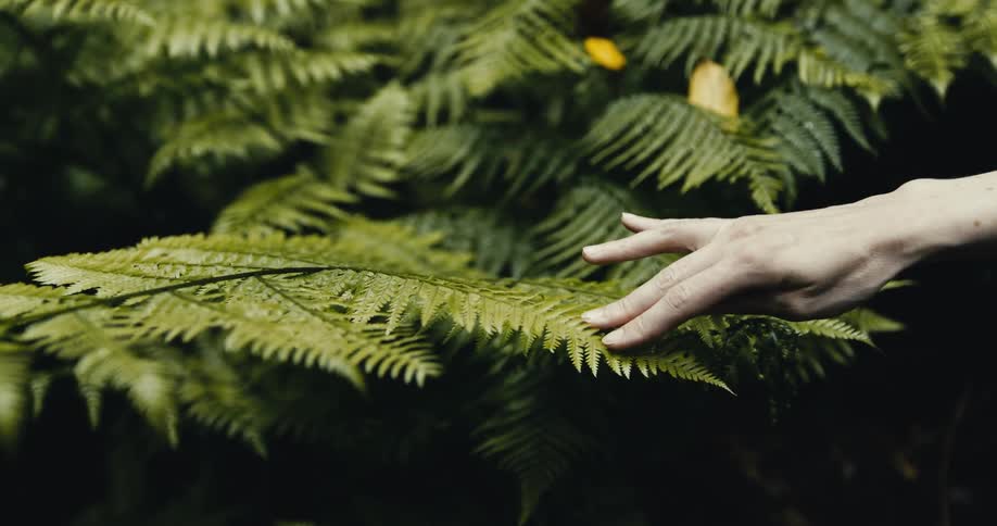 A hand gently glides across the surface of a lush green fern leaf in slow motion