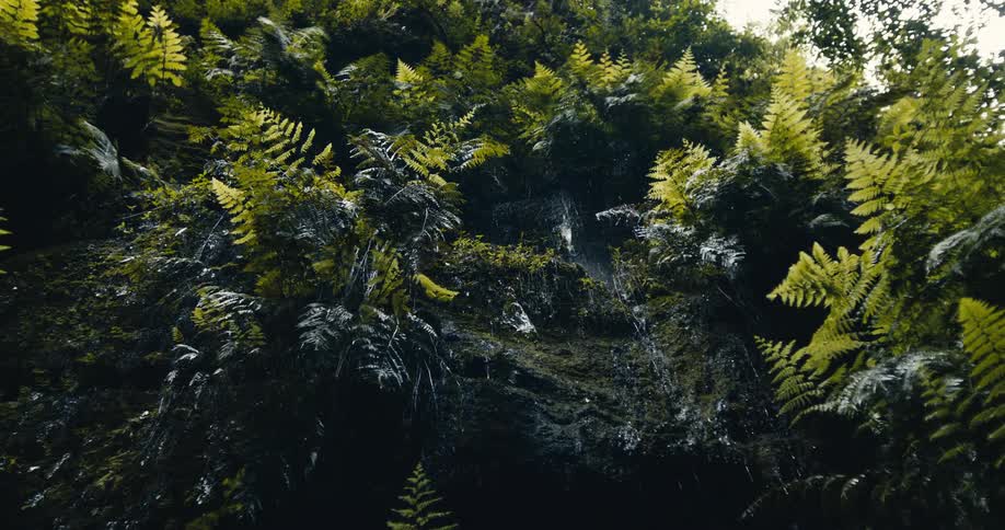 A serene slow-motion view from below of water trickling down a mosscovered cliff adorned with vibrant green ferns